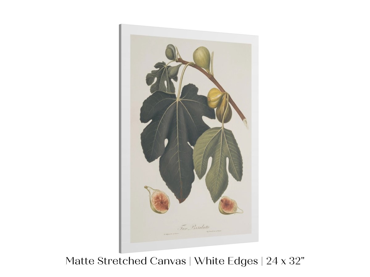 Fig Illustration | P403 - Single Art Prints - Piccolo Fiore Prints