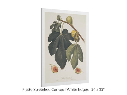 Fig Illustration | P403 - Single Art Prints - Piccolo Fiore Prints
