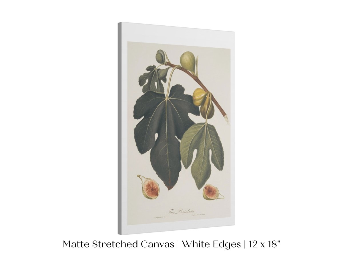 Fig Illustration | P403 - Single Art Prints - Piccolo Fiore Prints