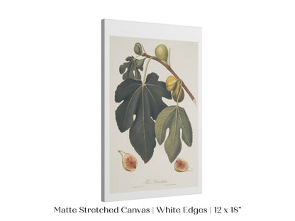 Fig Illustration | P403 - Single Art Prints - Piccolo Fiore Prints
