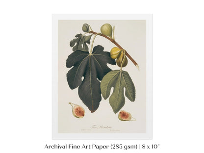 Fig Illustration | P403 - Single Art Prints - Piccolo Fiore Prints