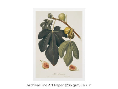Fig Illustration | P403 - Single Art Prints - Piccolo Fiore Prints