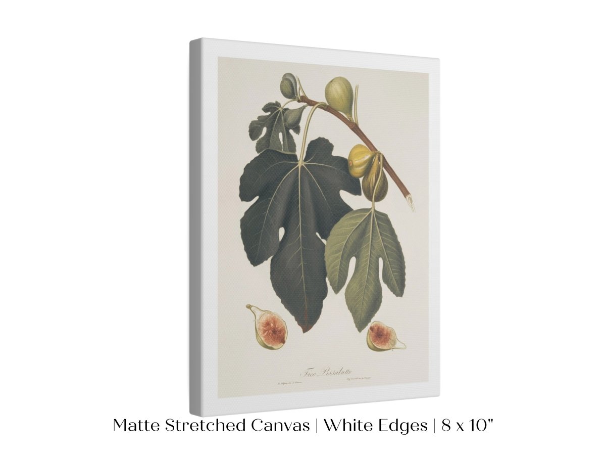 Fig Illustration | P403 - Single Art Prints - Piccolo Fiore Prints