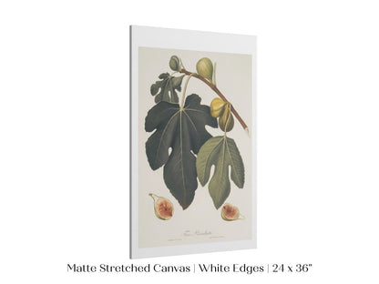 Fig Illustration | P403 - Single Art Prints - Piccolo Fiore Prints