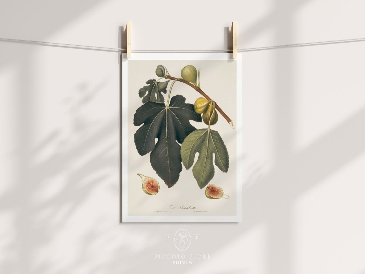 Fig Illustration | P403 - Single Art Prints - Piccolo Fiore Prints