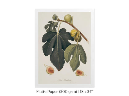 Fig Illustration | P403 - Single Art Prints - Piccolo Fiore Prints