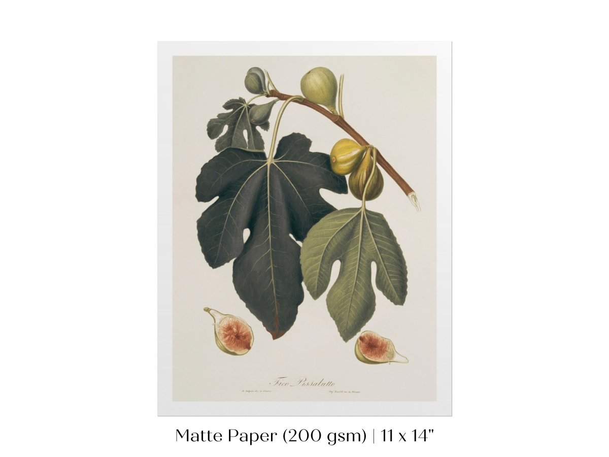 Fig Illustration | P403 - Single Art Prints - Piccolo Fiore Prints