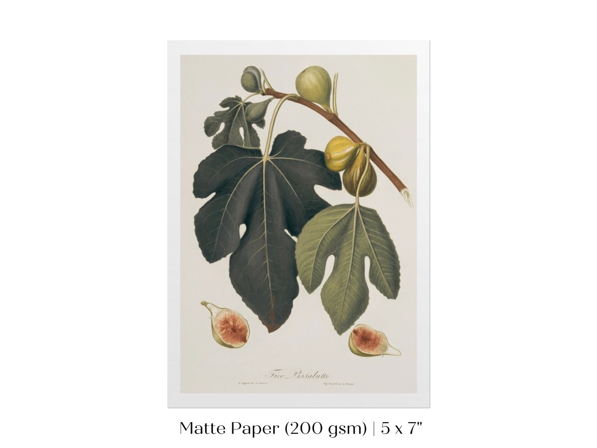 Fig Illustration | P403 - Single Art Prints - Piccolo Fiore Prints