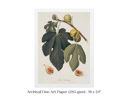 Fig Illustration | P403 - Single Art Prints - Piccolo Fiore Prints