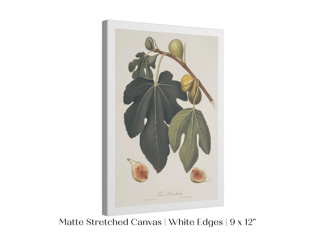 Fig Illustration | P403 - Single Art Prints - Piccolo Fiore Prints