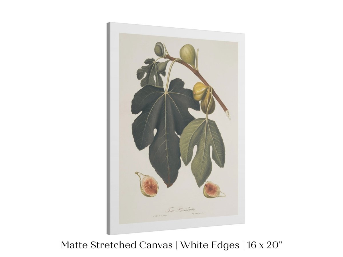 Fig Illustration | P403 - Single Art Prints - Piccolo Fiore Prints