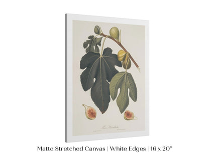 Fig Illustration | P403 - Single Art Prints - Piccolo Fiore Prints