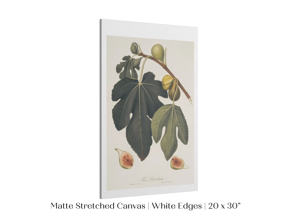 Fig Illustration | P403 - Single Art Prints - Piccolo Fiore Prints