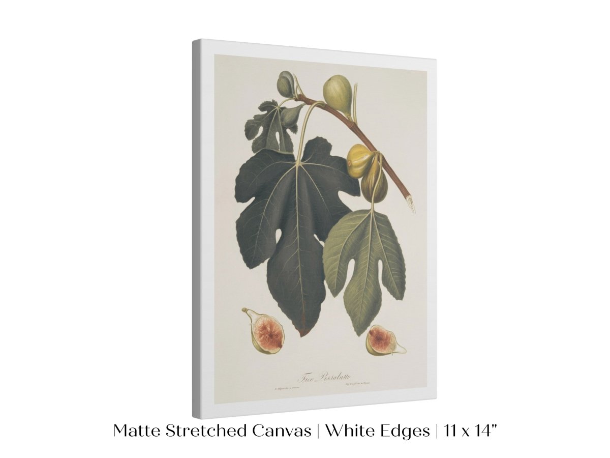 Fig Illustration | P403 - Single Art Prints - Piccolo Fiore Prints
