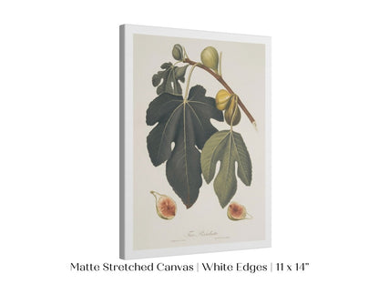 Fig Illustration | P403 - Single Art Prints - Piccolo Fiore Prints