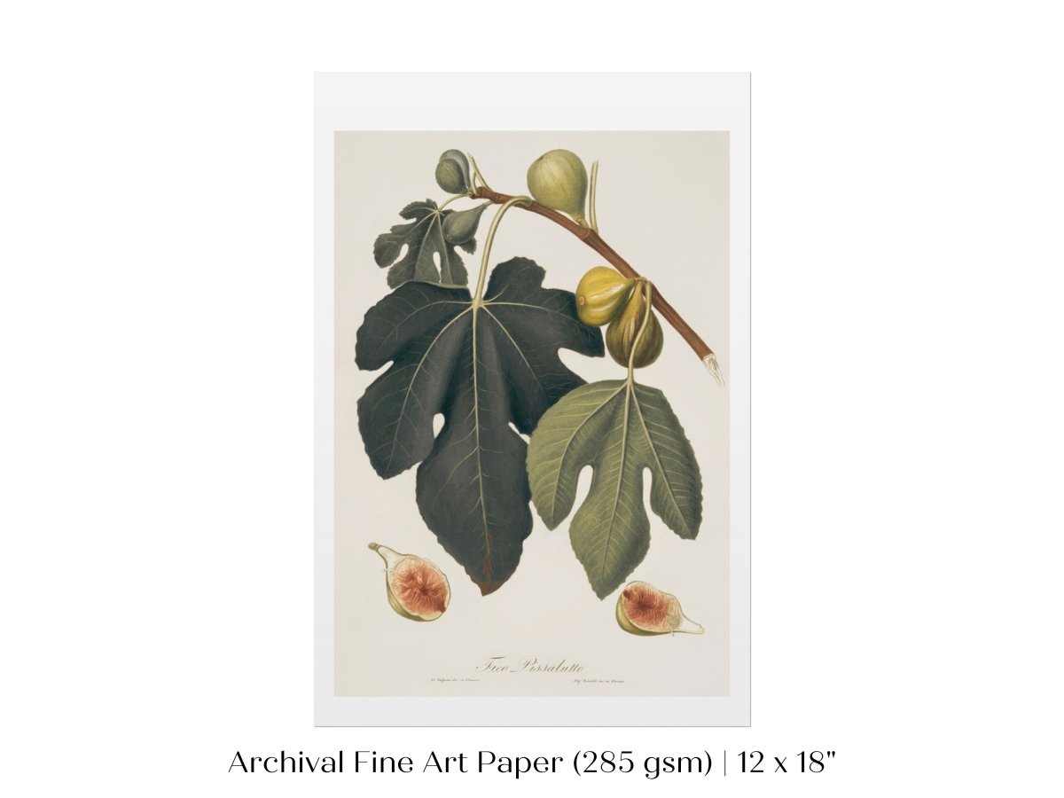 Fig Illustration | P403 - Single Art Prints - Piccolo Fiore Prints