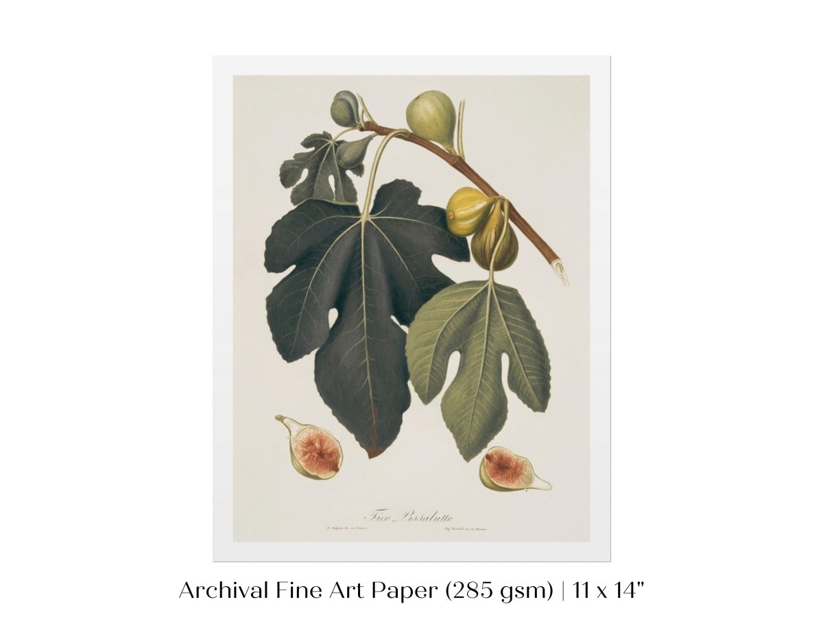 Fig Illustration | P403 - Single Art Prints - Piccolo Fiore Prints