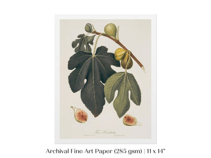 Fig Illustration | P403 - Single Art Prints - Piccolo Fiore Prints
