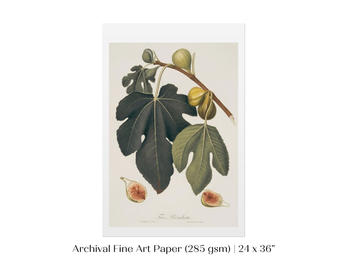 Fig Illustration | P403 - Single Art Prints - Piccolo Fiore Prints