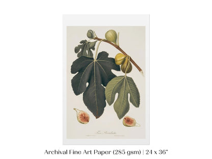 Fig Illustration | P403 - Single Art Prints - Piccolo Fiore Prints