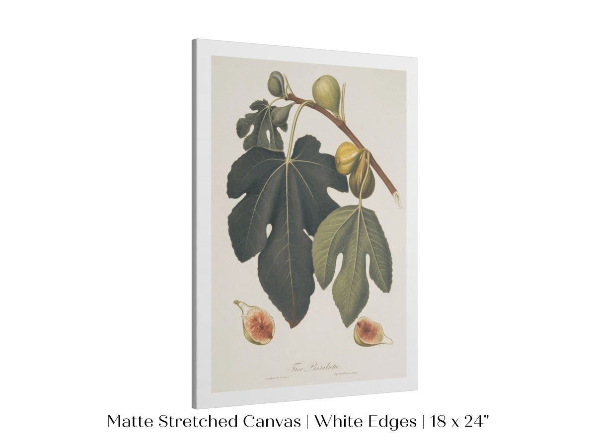 Fig Illustration | P403 - Single Art Prints - Piccolo Fiore Prints