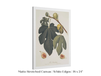 Fig Illustration | P403 - Single Art Prints - Piccolo Fiore Prints