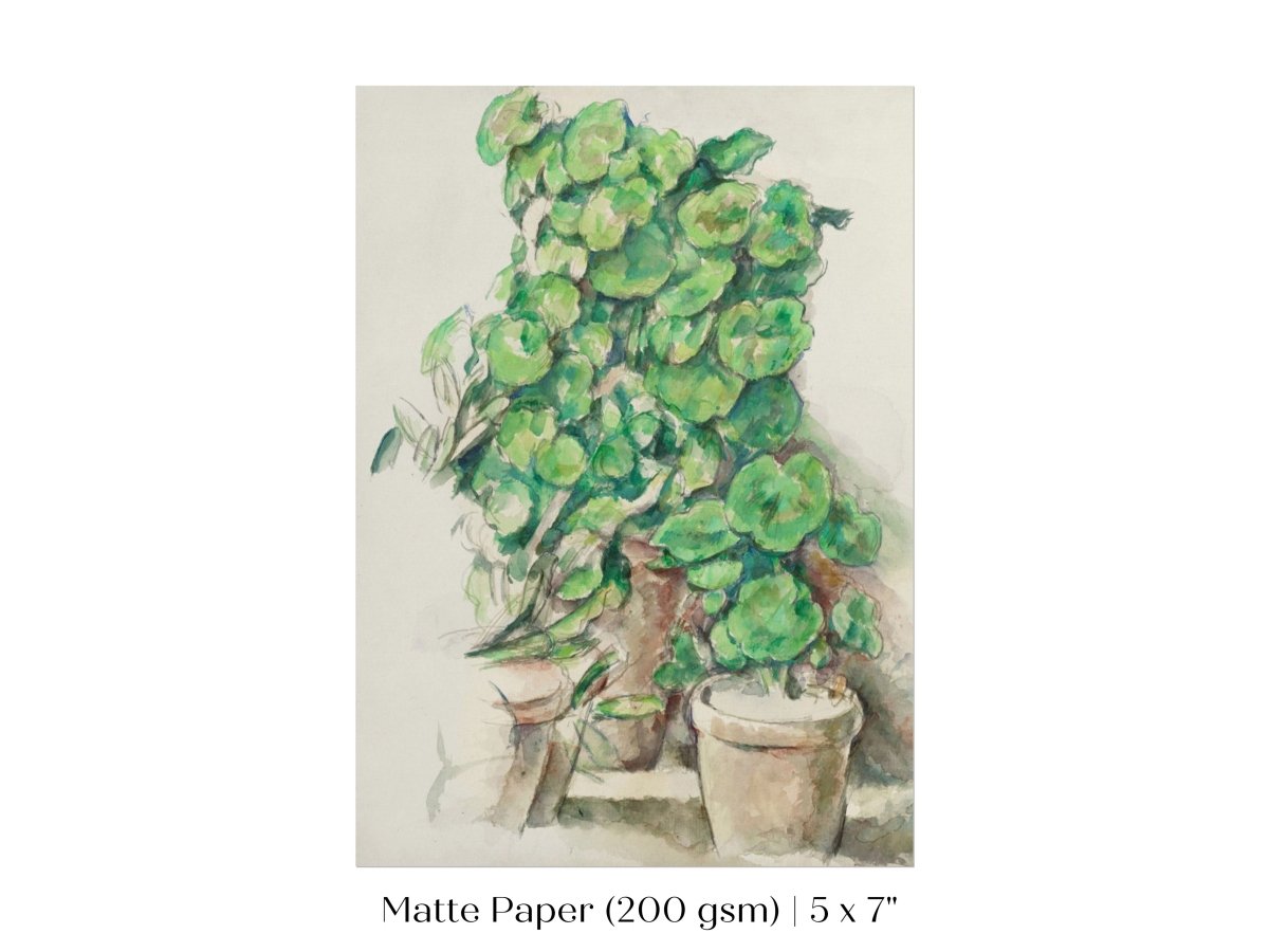 Geraniums | P176 - Single Art Prints - Piccolo Fiore Prints
