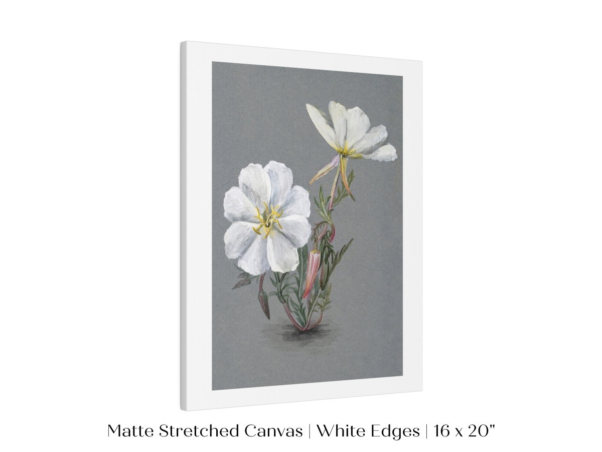 Giant Helleborine | P67 - Single Art Prints - Piccolo Fiore Prints