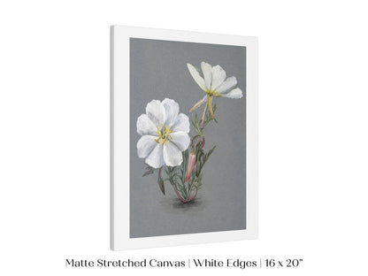 Giant Helleborine | P67 - Single Art Prints - Piccolo Fiore Prints