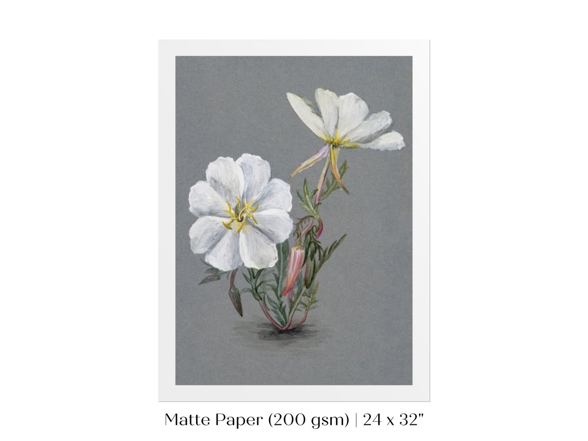 Giant Helleborine | P67 - Single Art Prints - Piccolo Fiore Prints