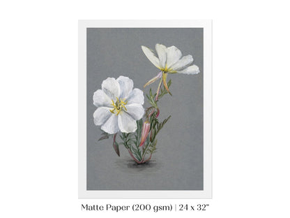 Giant Helleborine | P67 - Single Art Prints - Piccolo Fiore Prints