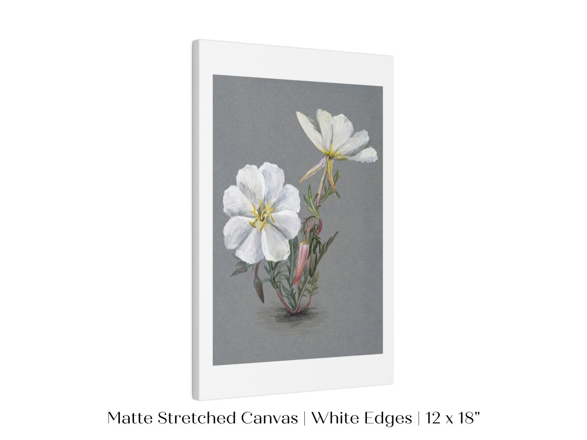 Giant Helleborine | P67 - Single Art Prints - Piccolo Fiore Prints