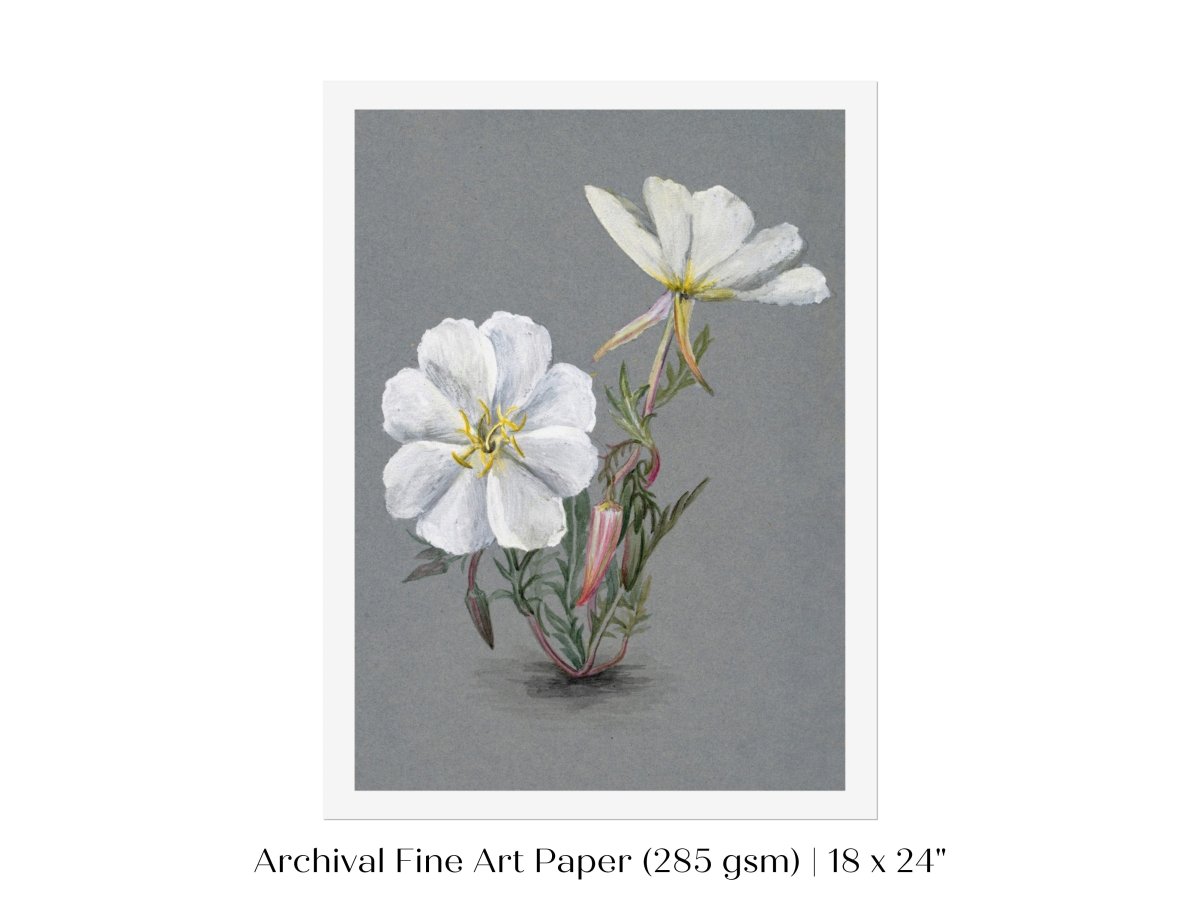 Giant Helleborine | P67 - Single Art Prints - Piccolo Fiore Prints