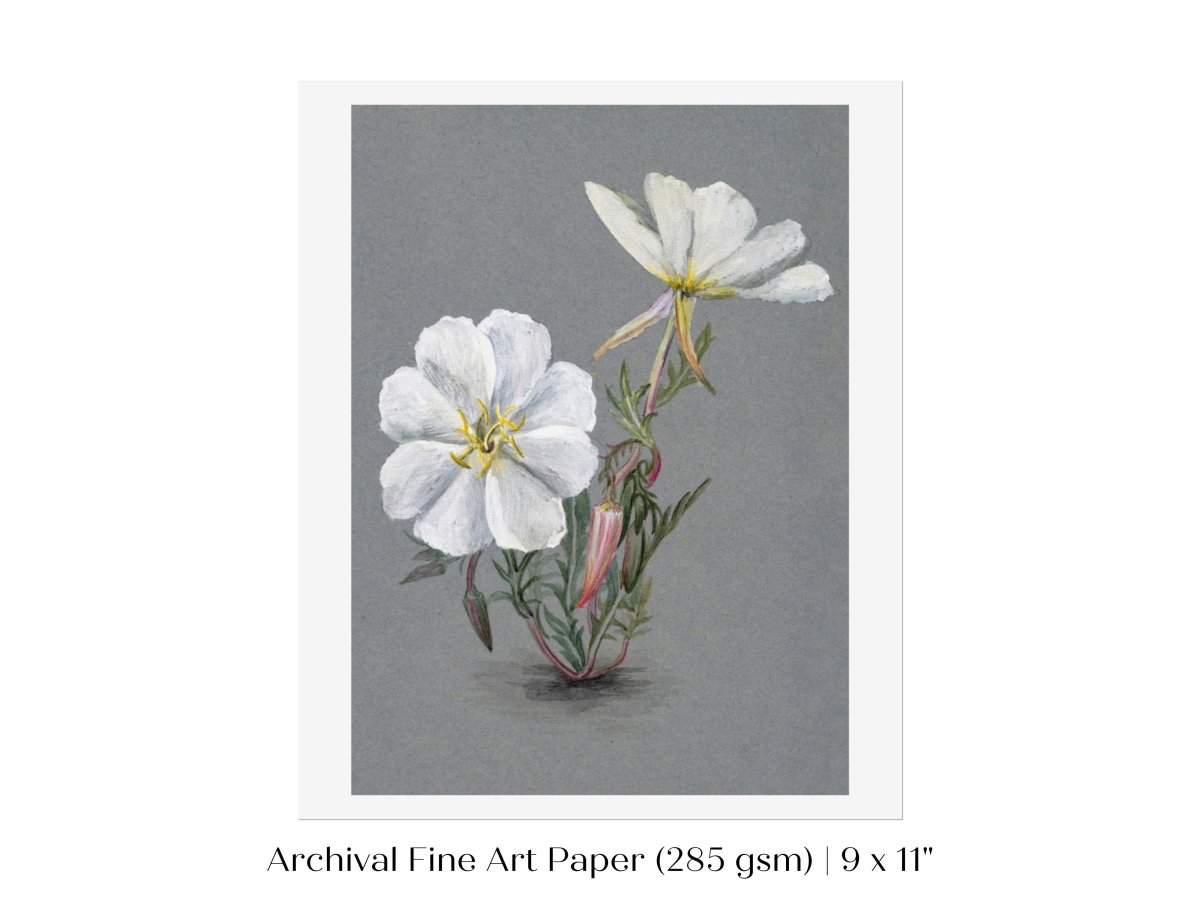 Giant Helleborine | P67 - Single Art Prints - Piccolo Fiore Prints