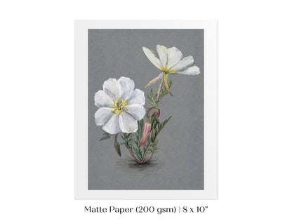 Giant Helleborine | P67 - Single Art Prints - Piccolo Fiore Prints