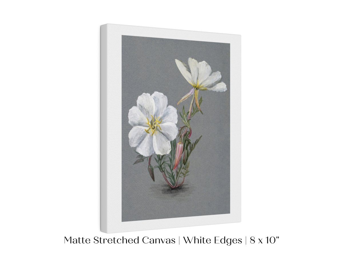 Giant Helleborine | P67 - Single Art Prints - Piccolo Fiore Prints