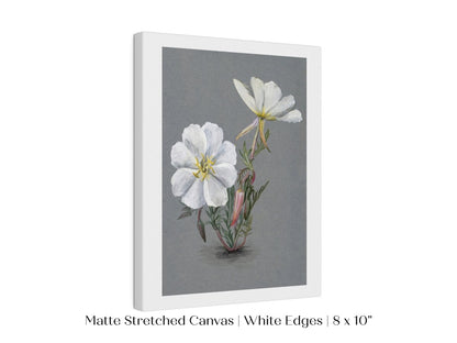 Giant Helleborine | P67 - Single Art Prints - Piccolo Fiore Prints