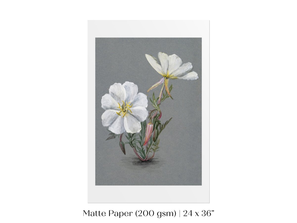 Giant Helleborine | P67 - Single Art Prints - Piccolo Fiore Prints
