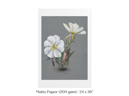 Giant Helleborine | P67 - Single Art Prints - Piccolo Fiore Prints