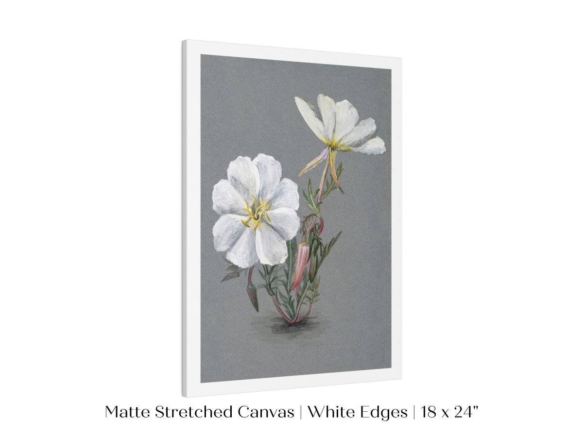 Giant Helleborine | P67 - Single Art Prints - Piccolo Fiore Prints