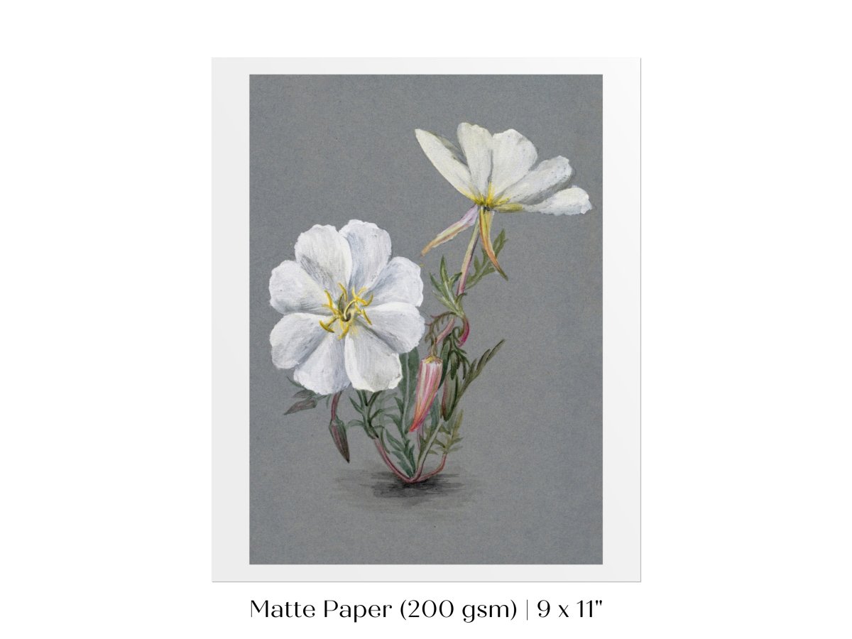 Giant Helleborine | P67 - Single Art Prints - Piccolo Fiore Prints
