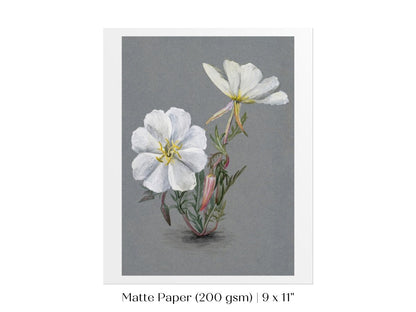 Giant Helleborine | P67 - Single Art Prints - Piccolo Fiore Prints