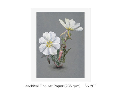 Giant Helleborine | P67 - Single Art Prints - Piccolo Fiore Prints