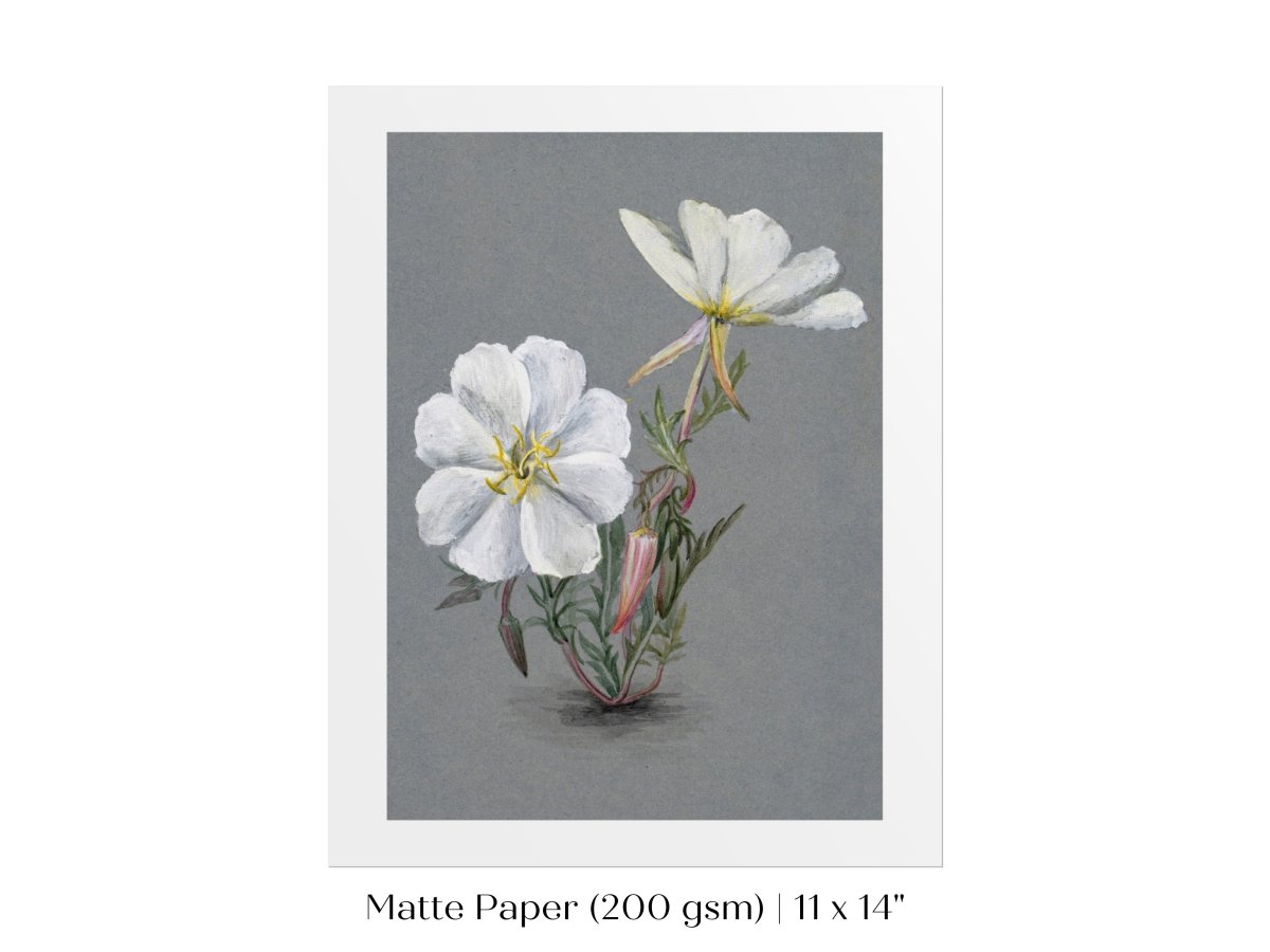 Giant Helleborine | P67 - Single Art Prints - Piccolo Fiore Prints