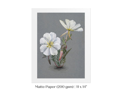 Giant Helleborine | P67 - Single Art Prints - Piccolo Fiore Prints