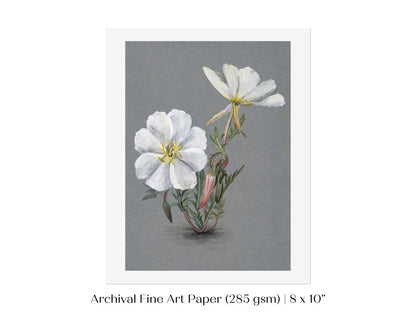 Giant Helleborine | P67 - Single Art Prints - Piccolo Fiore Prints