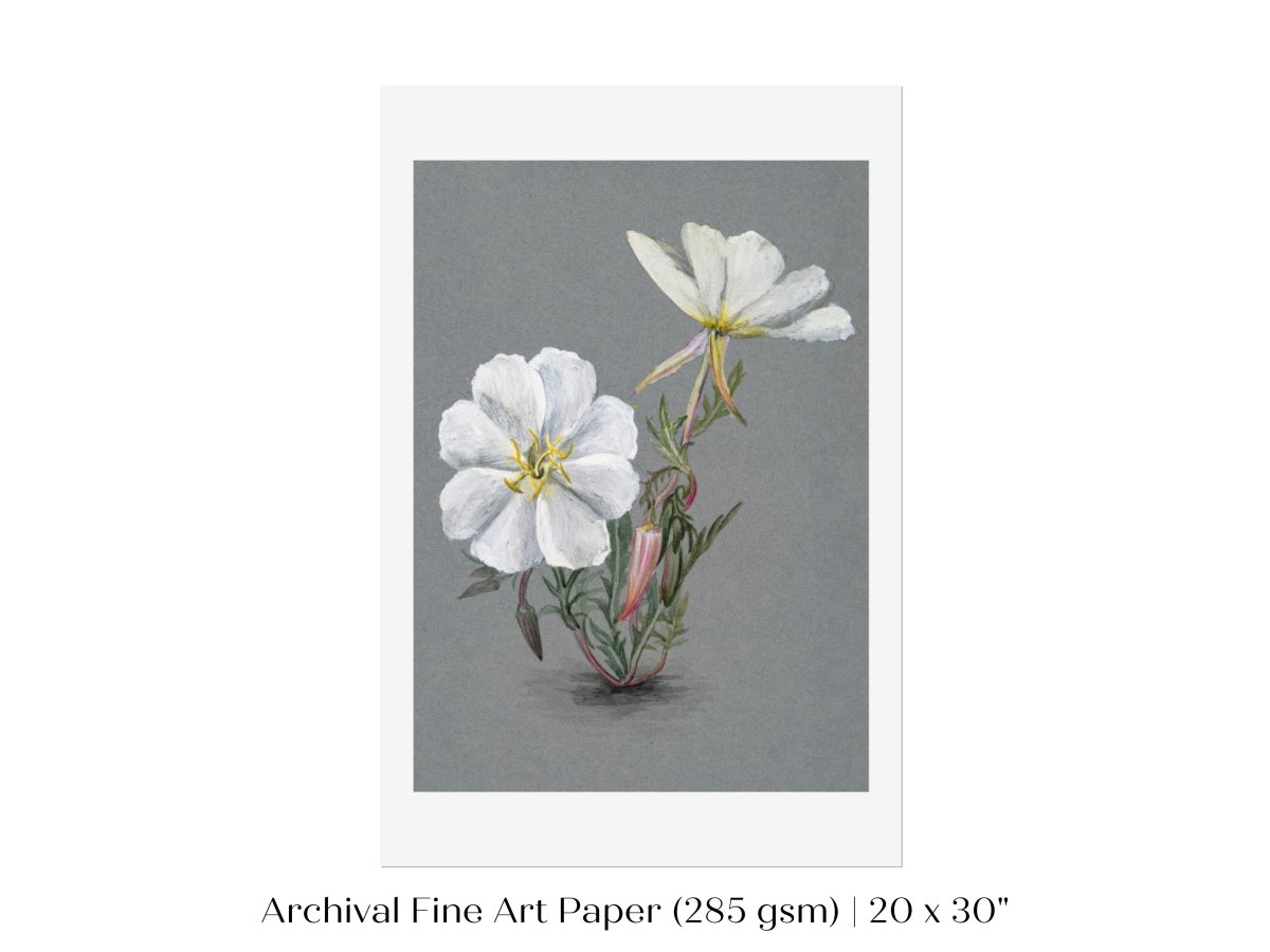 Giant Helleborine | P67 - Single Art Prints - Piccolo Fiore Prints
