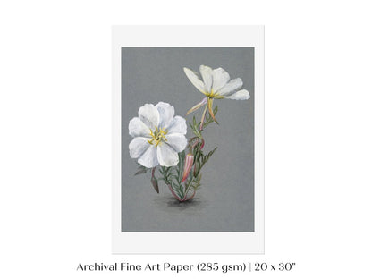 Giant Helleborine | P67 - Single Art Prints - Piccolo Fiore Prints