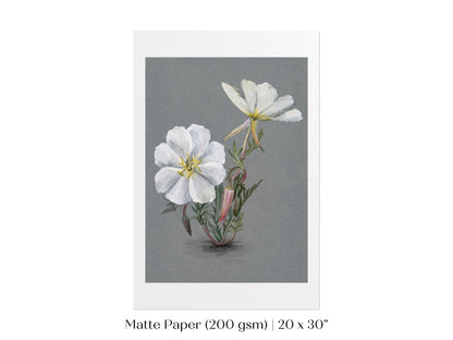 Giant Helleborine | P67 - Single Art Prints - Piccolo Fiore Prints