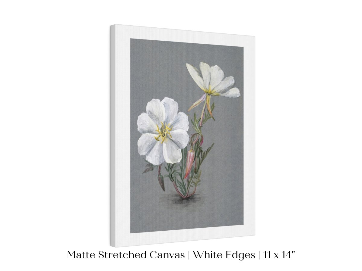 Giant Helleborine | P67 - Single Art Prints - Piccolo Fiore Prints